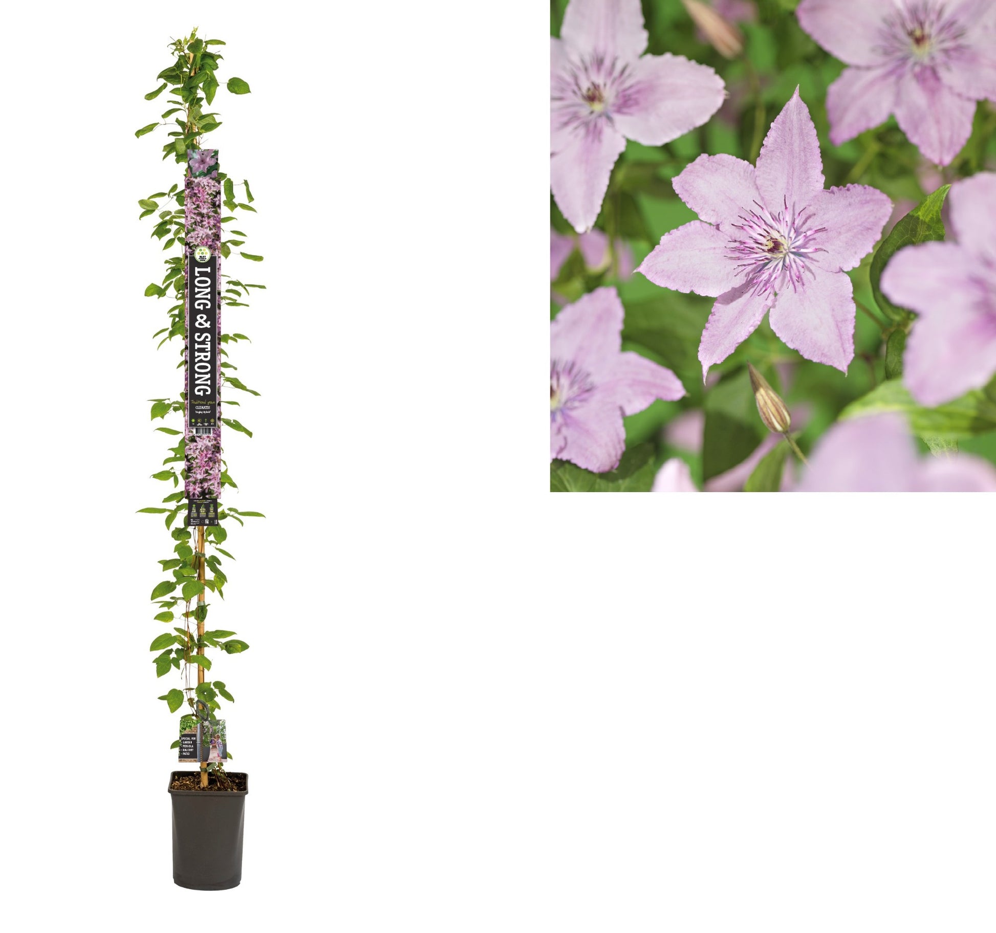 Clematis Hagley Hybrid 210cm 23cm Pot