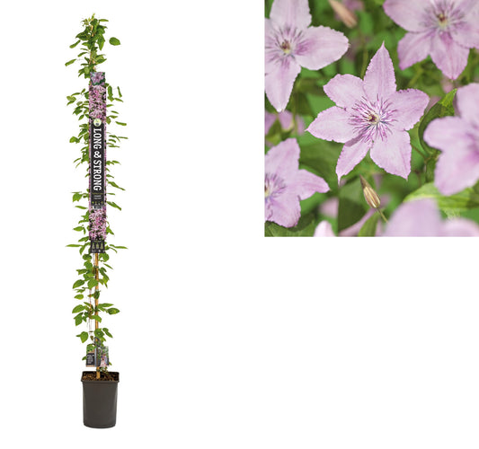 Clematis Hagley Hybrid 210cm 23cm Pot