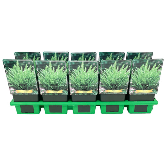 Blechnum spicant 25cm 11cm Pot