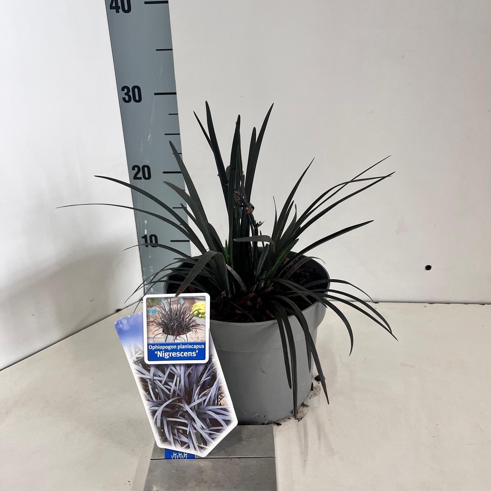 Ophiopogon plan. Nigrescens 15cm 17cm Pot