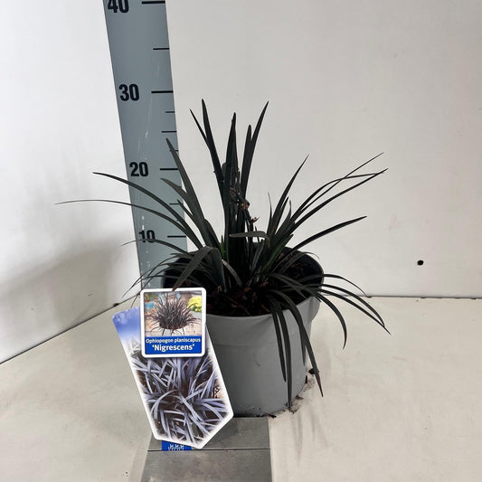 Ophiopogon plan. Nigrescens 15cm 17cm Pot
