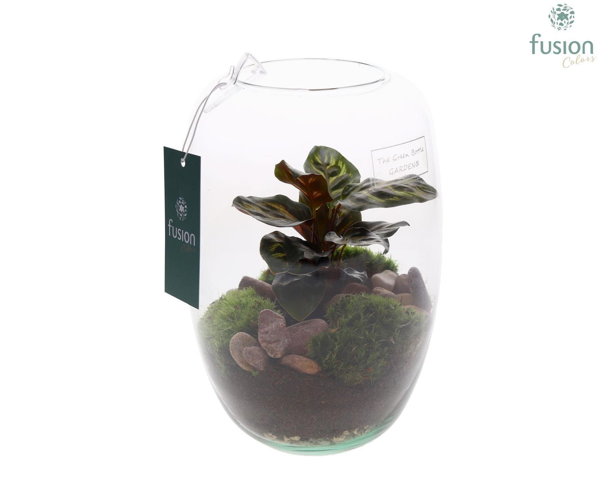Green Bottle Isabella Small met Calathea 25cm 15cm Pot