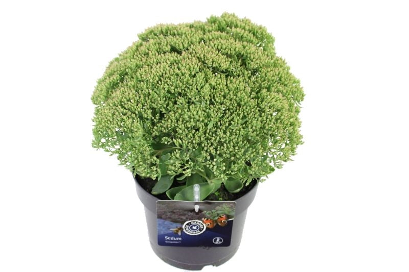 Sedum spectabile 25cm 17cm Pot