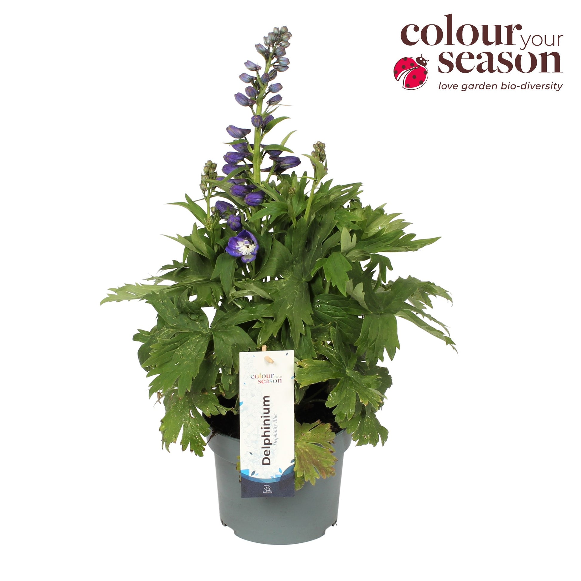 Delphinium blue 50cm 19cm Pot