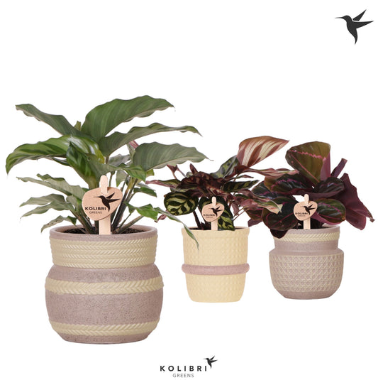 Calathea mix 24cm 9cm Pot