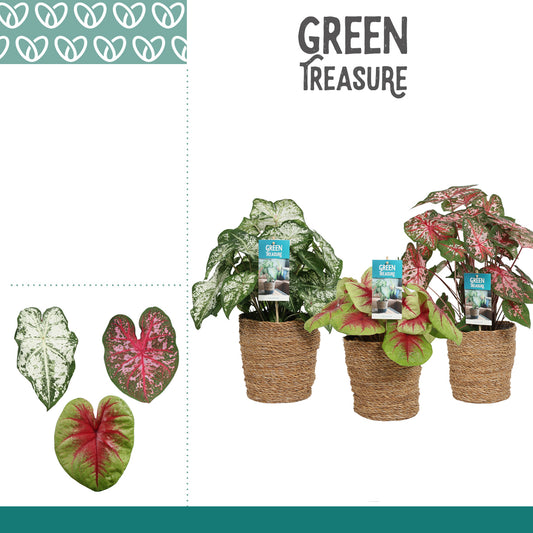 Caladium mix 45cm 17cm Pot