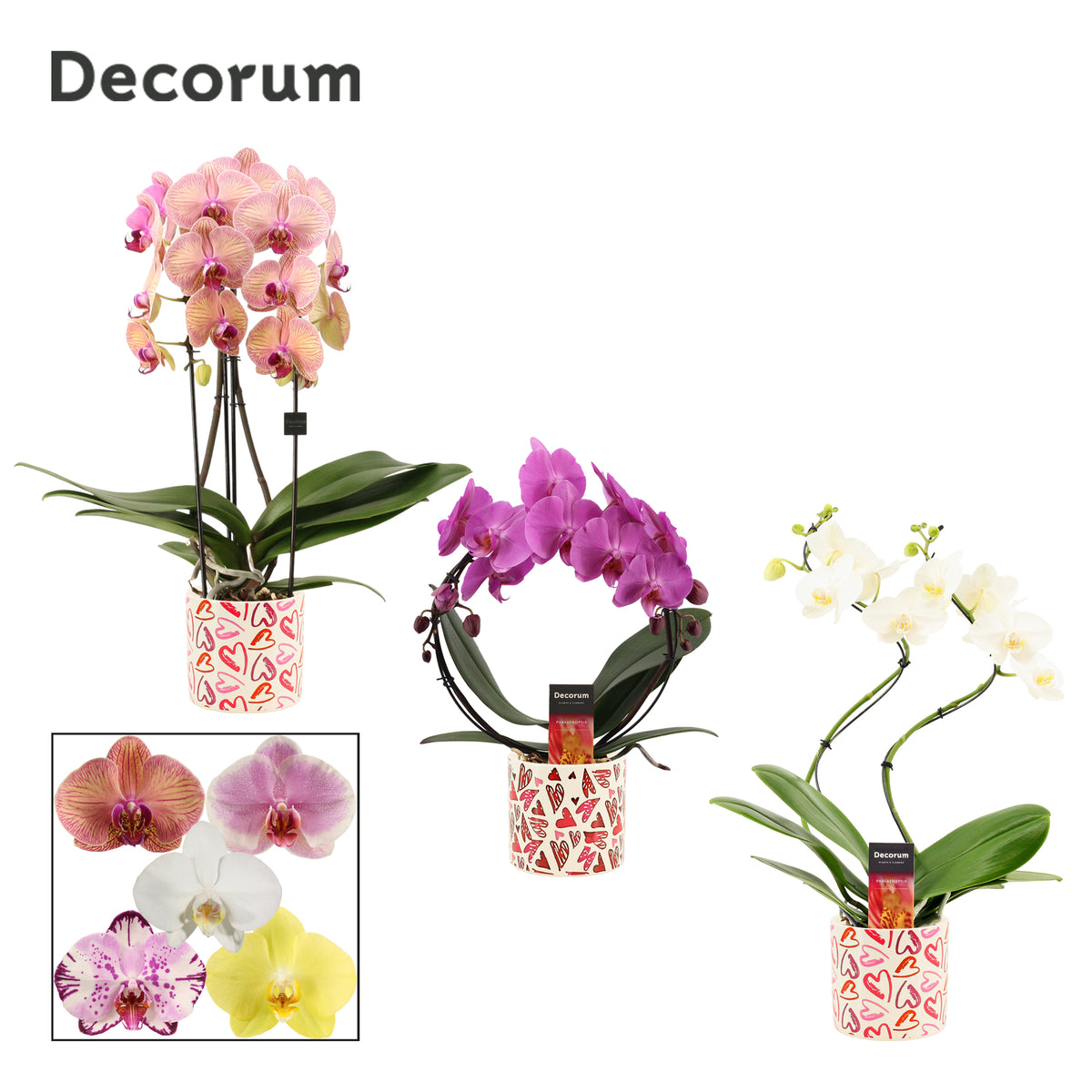 Phalaenopsis mix 45cm 12cm Pot