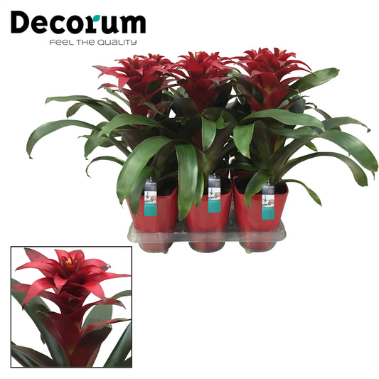 Guzmania Salinas 45cm 14cm Pot