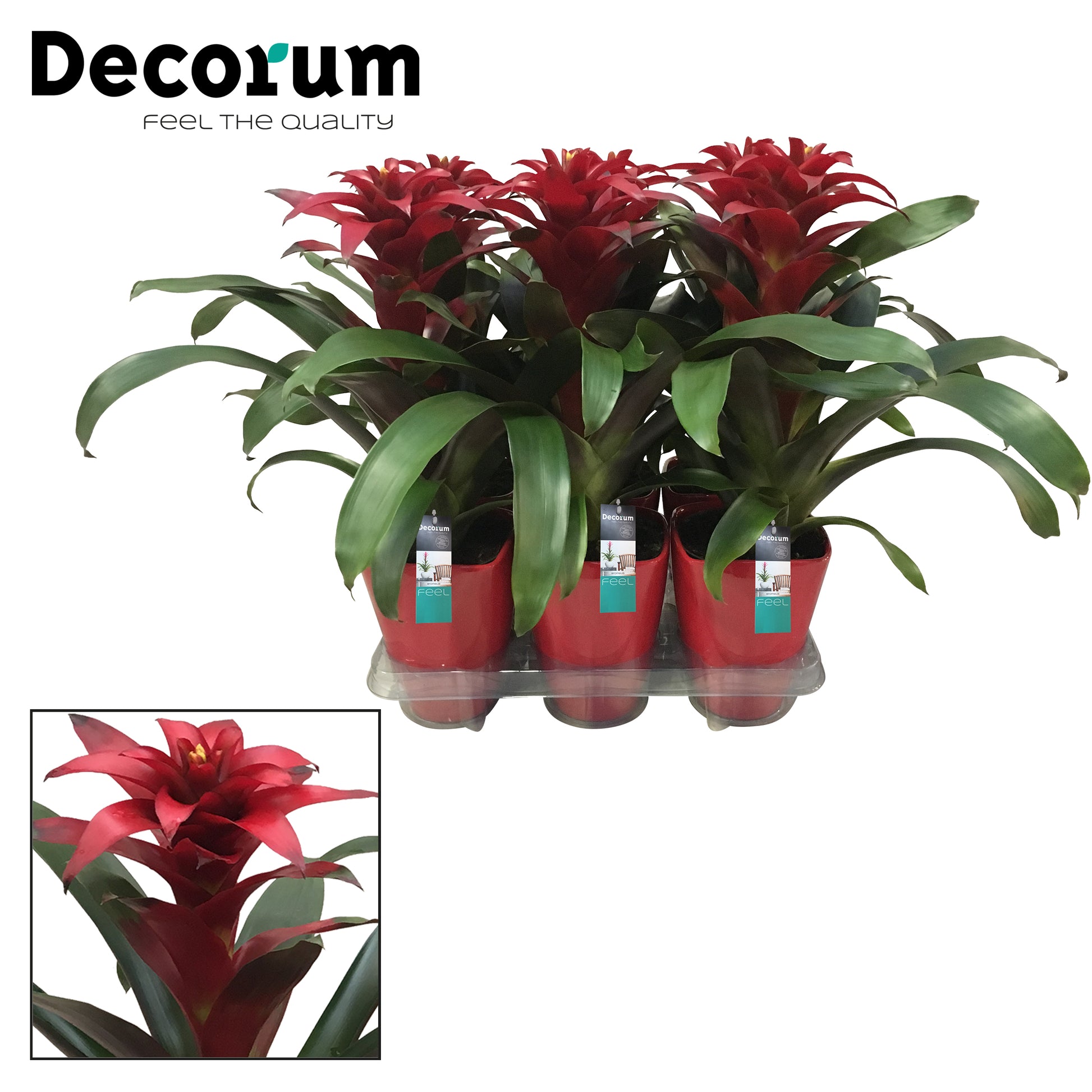 Guzmania Salinas 45cm 14cm Pot