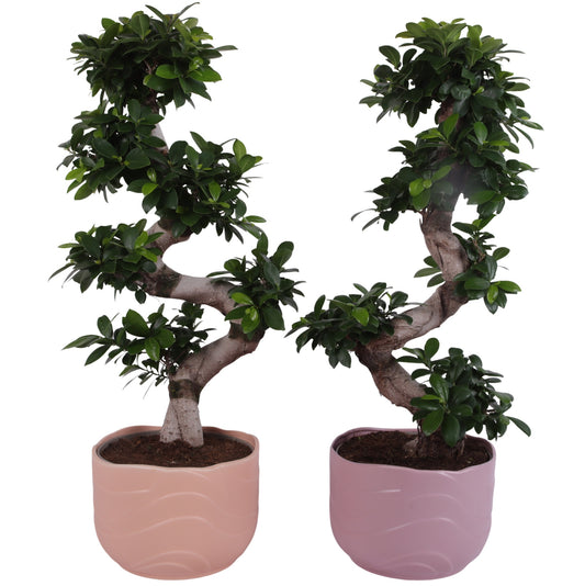 Ficus Ginseng 80cm 26cm Pot
