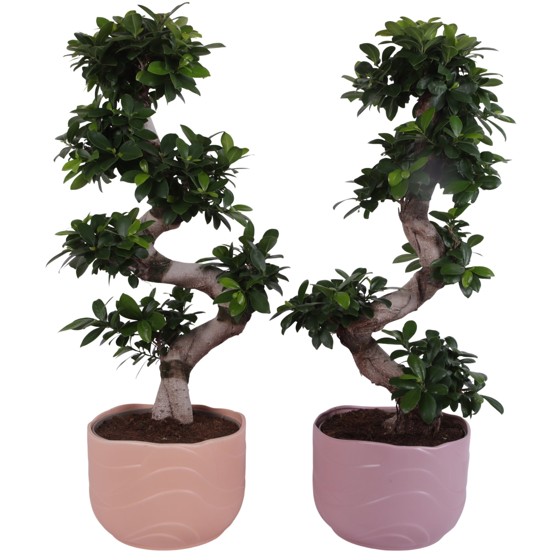 Ficus Ginseng 80cm 26cm Pot