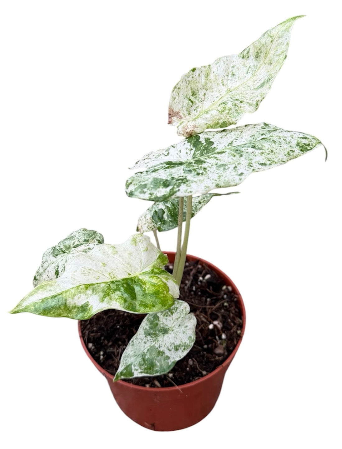 Alocasia amazonica 20cm 10.5cm Pot