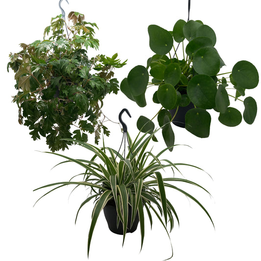 Foliage houseplants mix 50cm 19cm Pot