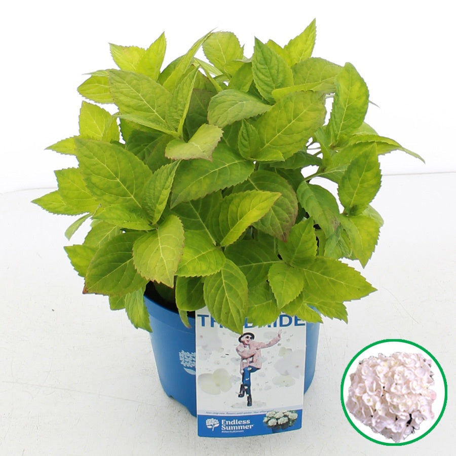 Hydrangea Endless Summer 35cm 20cm Pot