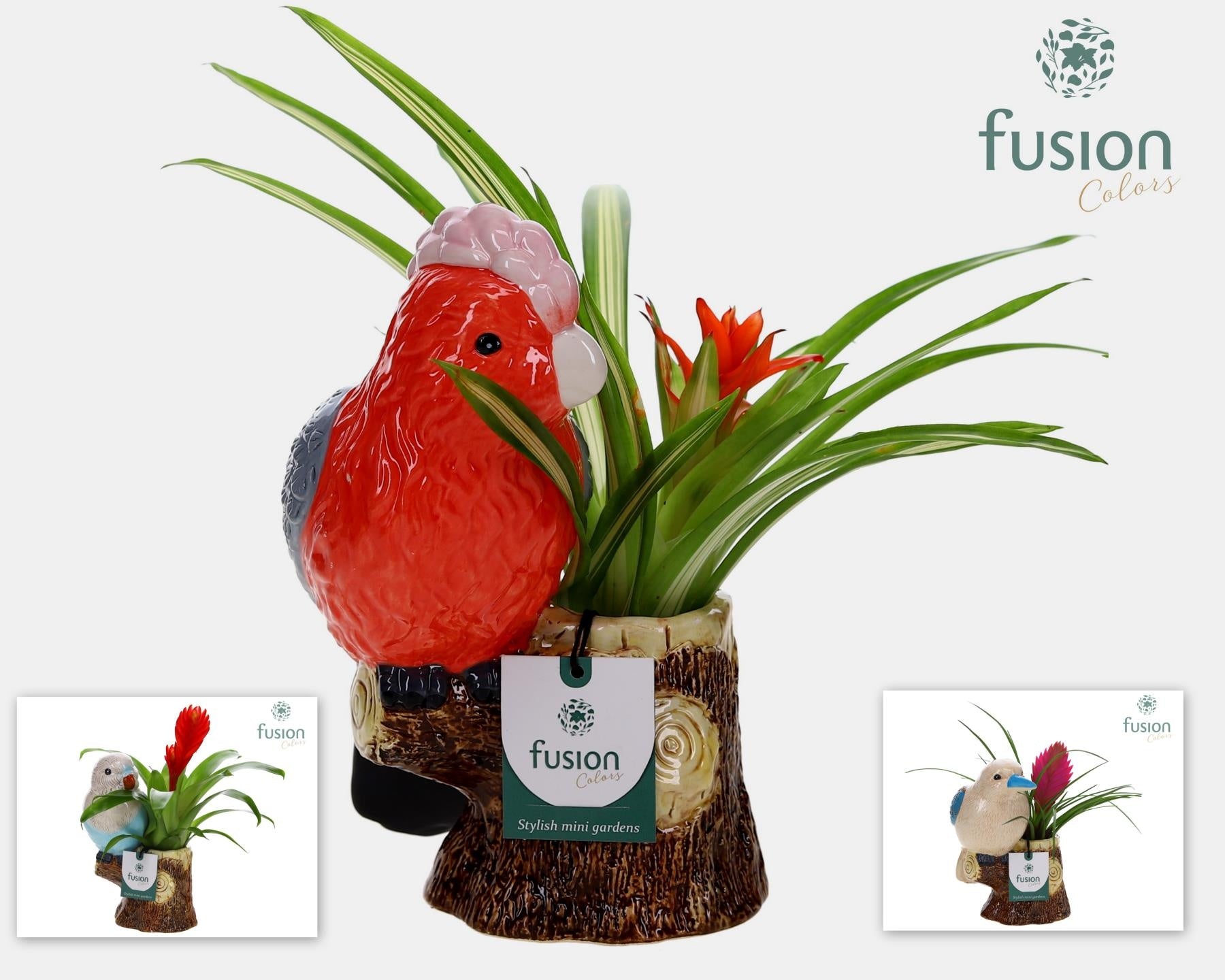 arr. Bromelia 29cm 15cm Pot