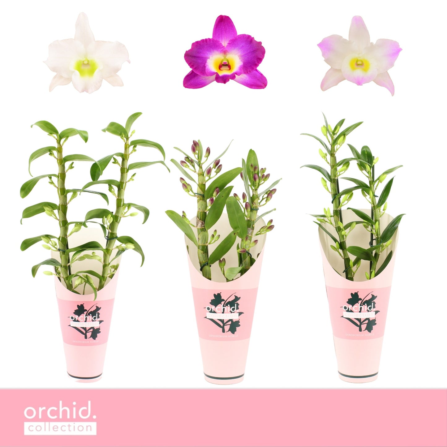 Dendrobium nob. mix potcover 50cm 12cm Pot