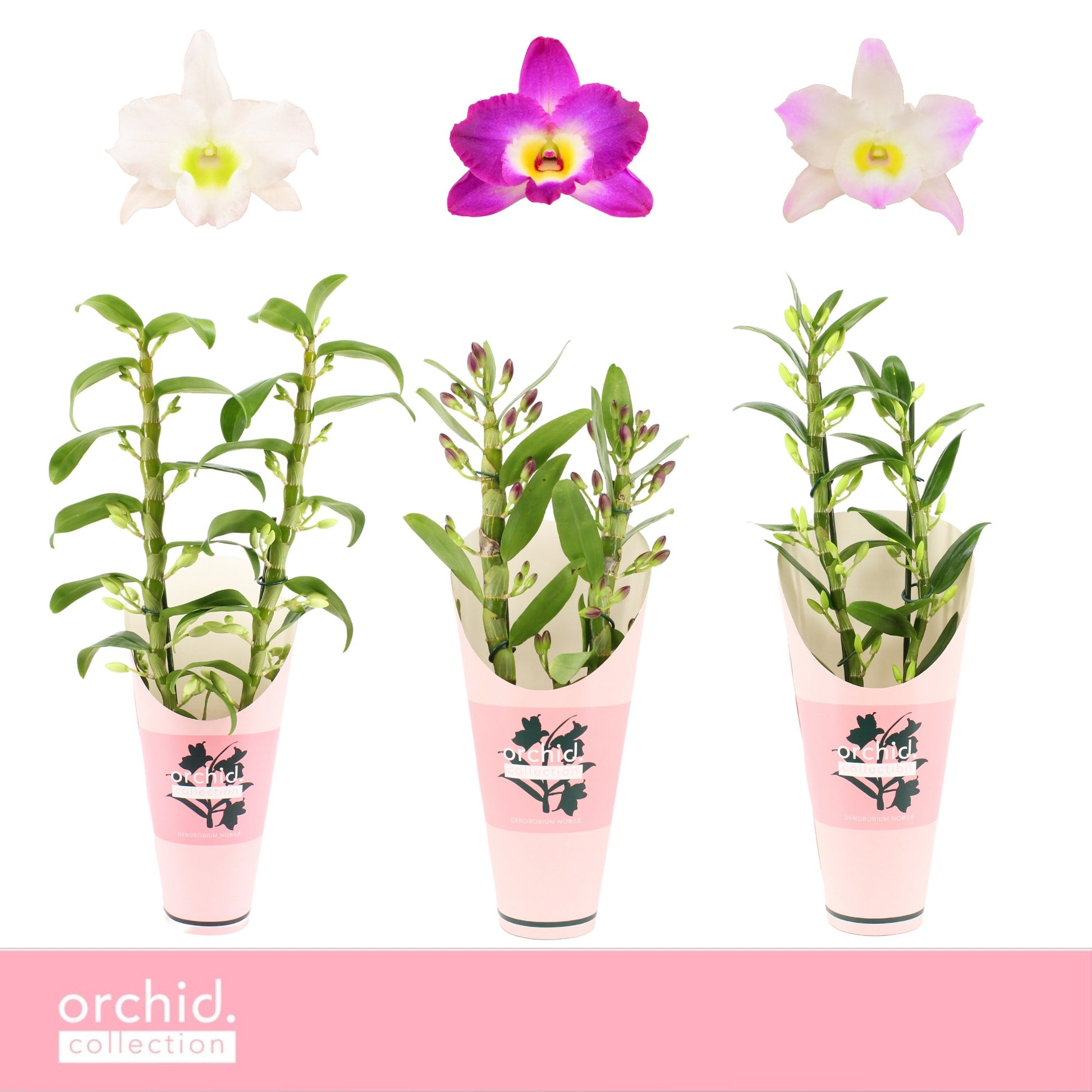 Dendrobium nob. mix potcover 50cm 12cm Pot
