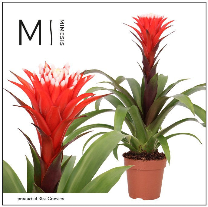 Riza Bromelia Specialist Guzmania Hope Pack of 10