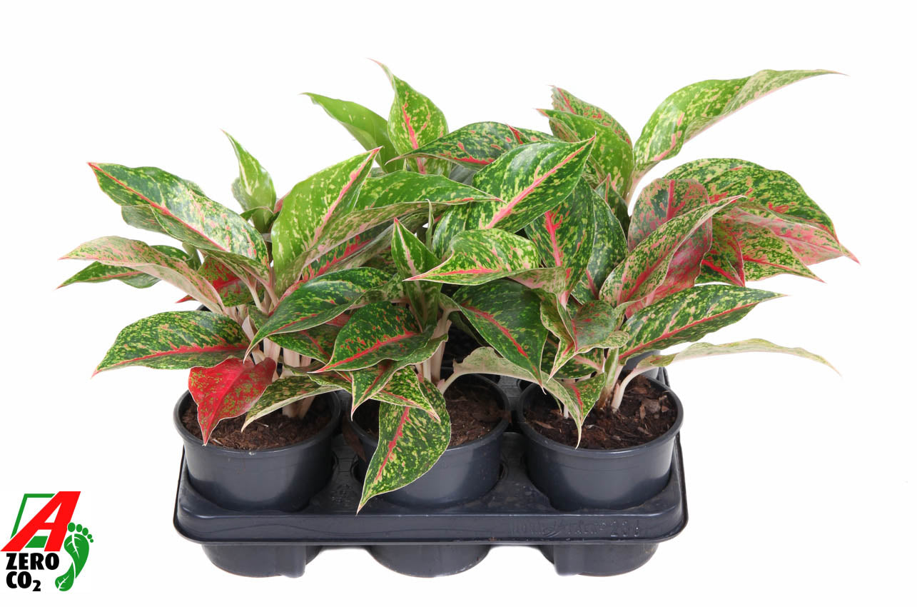 Aglaonema Hybrid 30cm 13cm Pot
