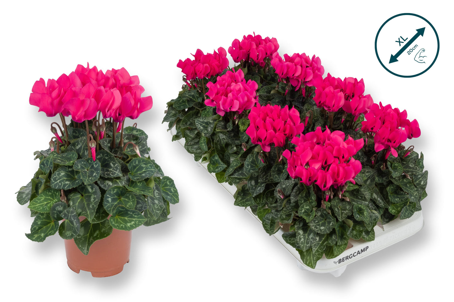 Cyclamen Compact pink 20cm 10.5cm Pot