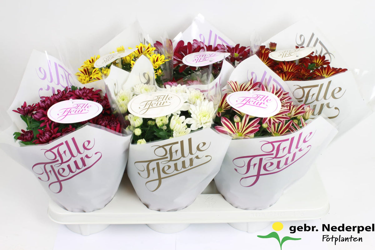 Chrysanthemum Elle Fleur 27cm 14cm Pot