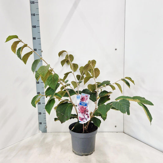 Hamamelis int. Pallida 85cm 23cm Pot