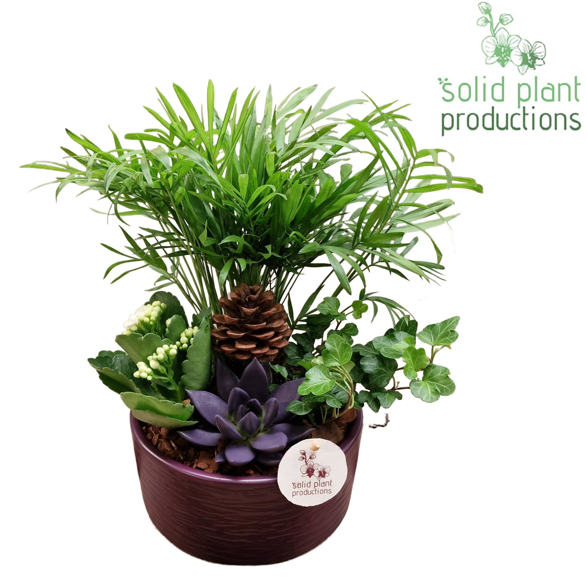 CE003 Loes Purple Echeveria 38cm 18cm Pot