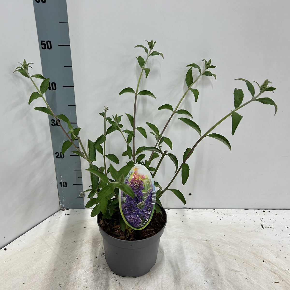 About Plants Zundert BV Buddleja davidii Empire Blue Pack of 1