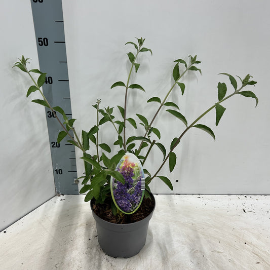 About Plants Zundert BV Buddleja davidii Empire Blue Pack of 1