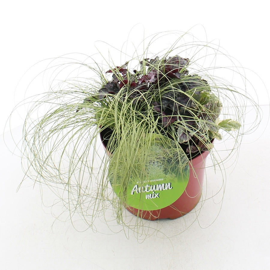 Shrubs mix 35cm 23cm Pot