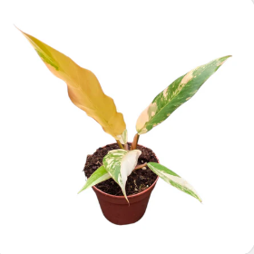 Philodendron scandens 25cm 510cm Pot