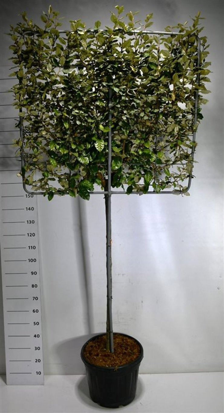 Elaeagnus ebbingei 270cm 48cm Pot