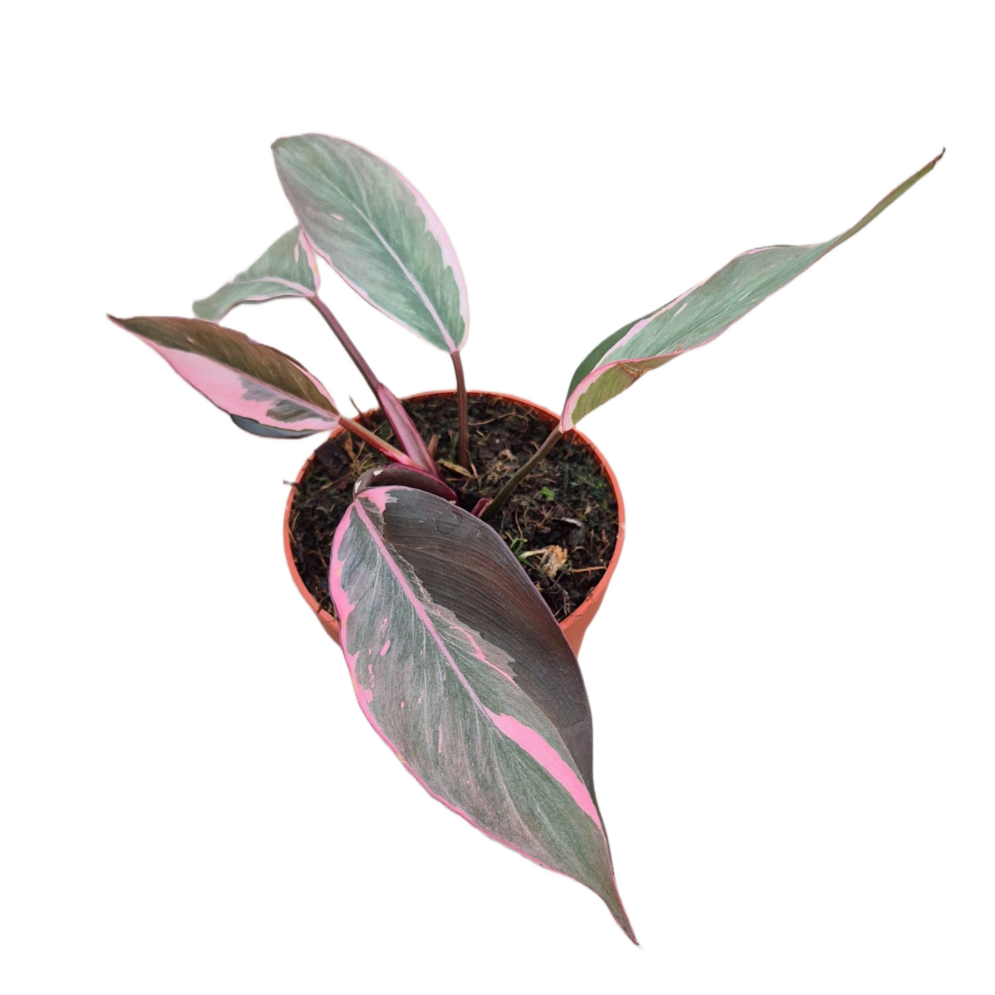 Philodendron scandens 20cm 9cm Pot