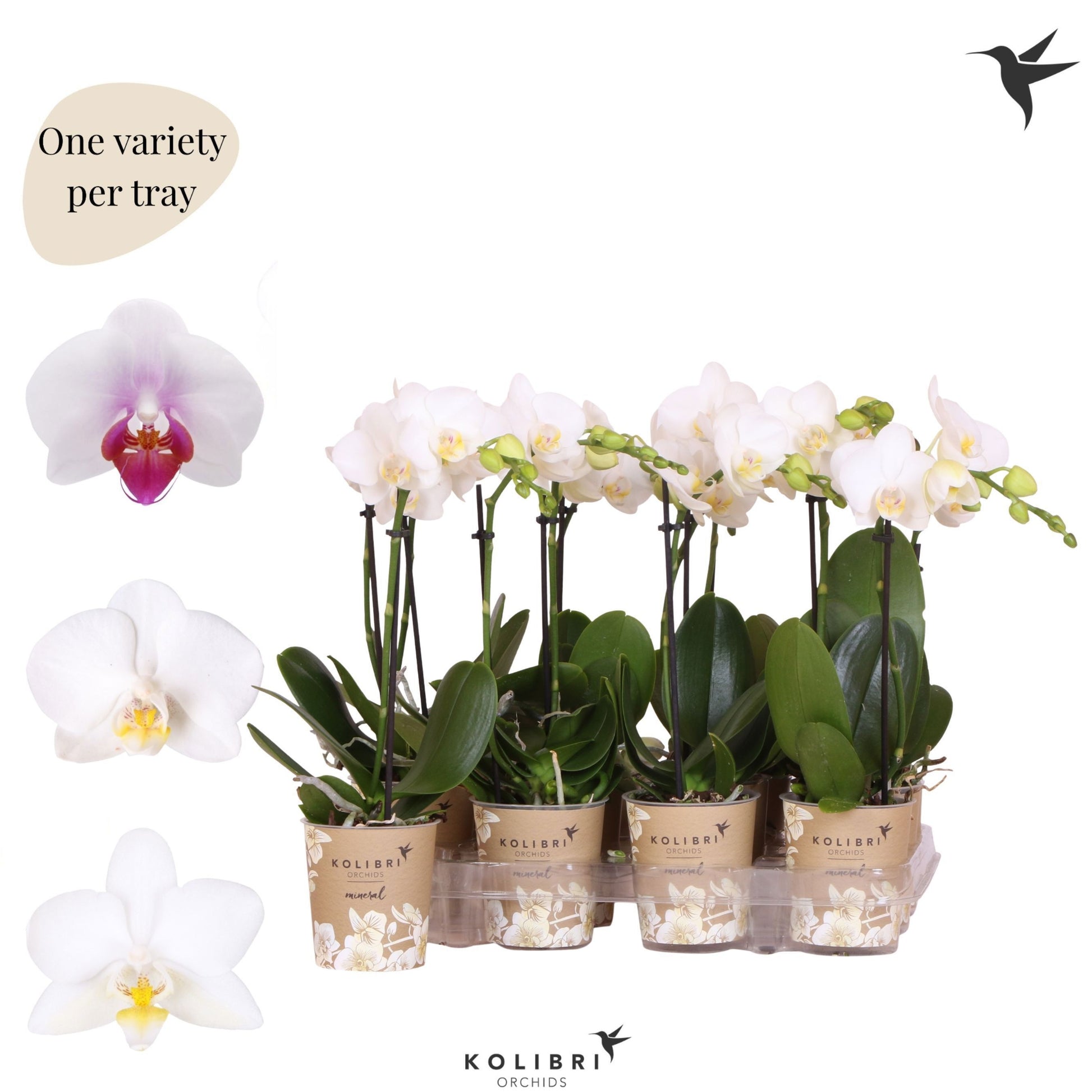 Phalaenopsis multiflora white 40cm 9cm Pot