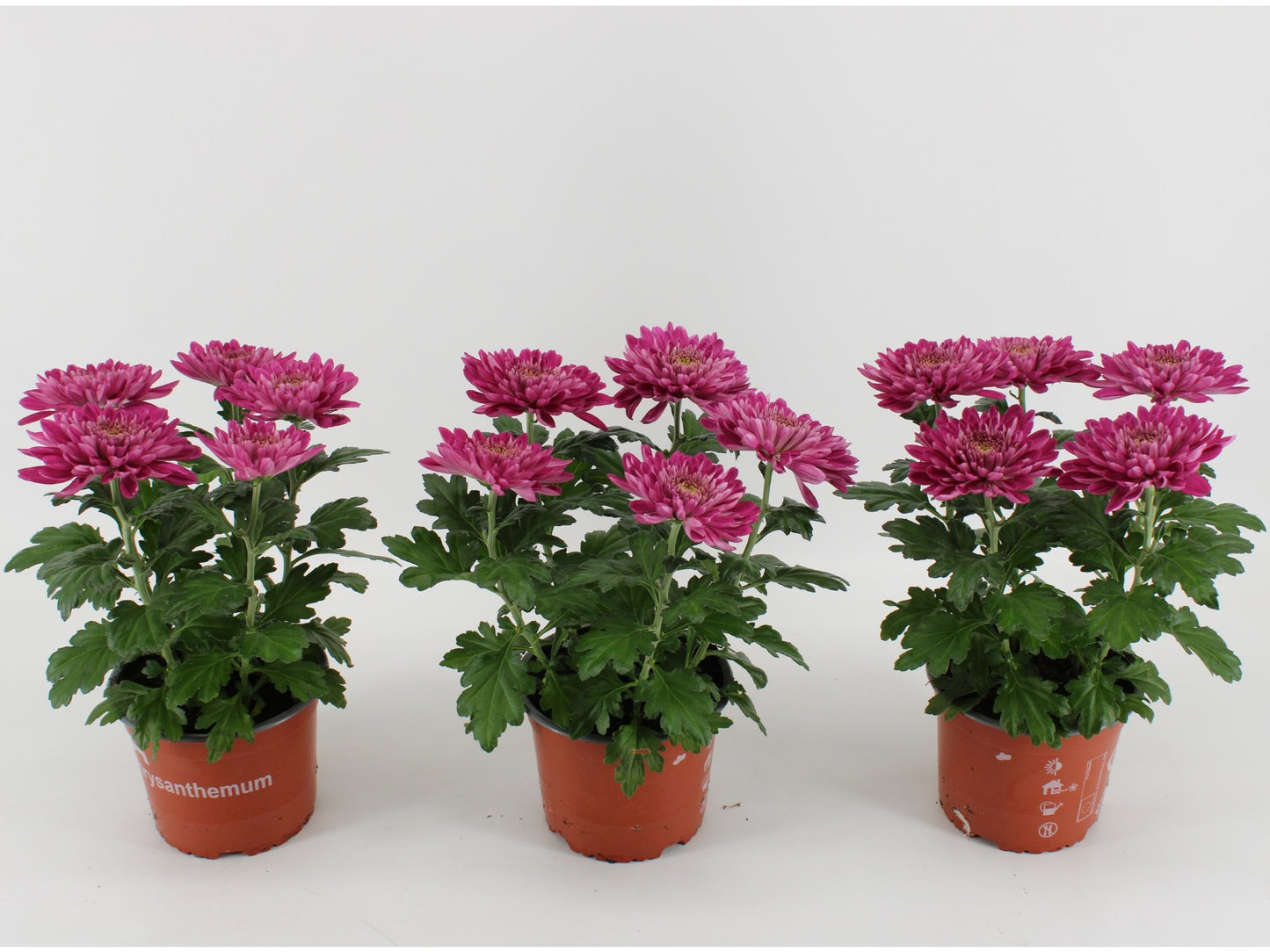 Kwintplant VOF Chrysanthemum Desna Pack of 6
