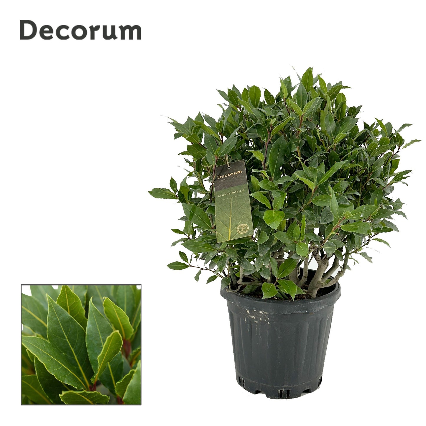Laurus nobilis 55cm 25cm Pot