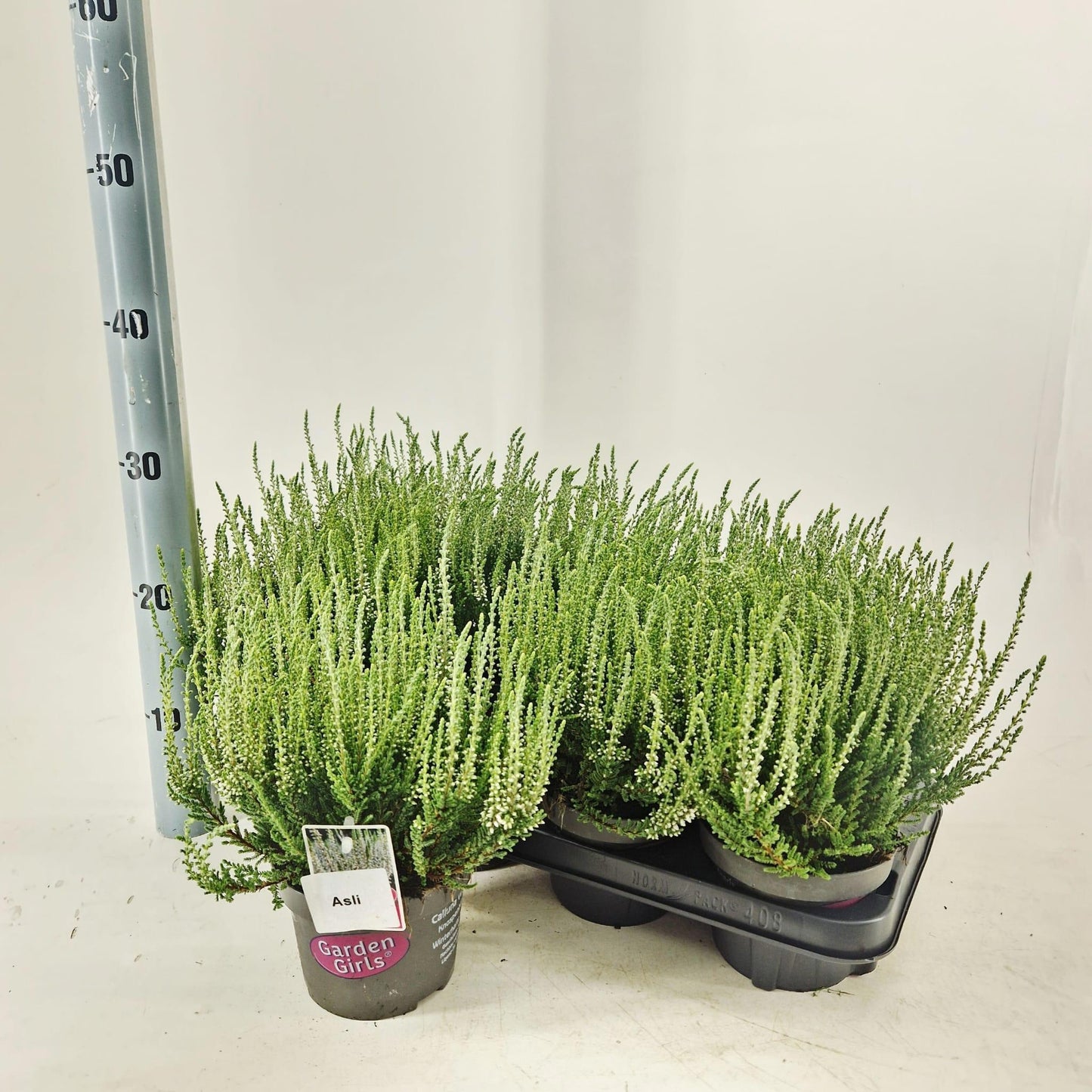 Calluna Garden Girls mix 30cm 13cm Pot