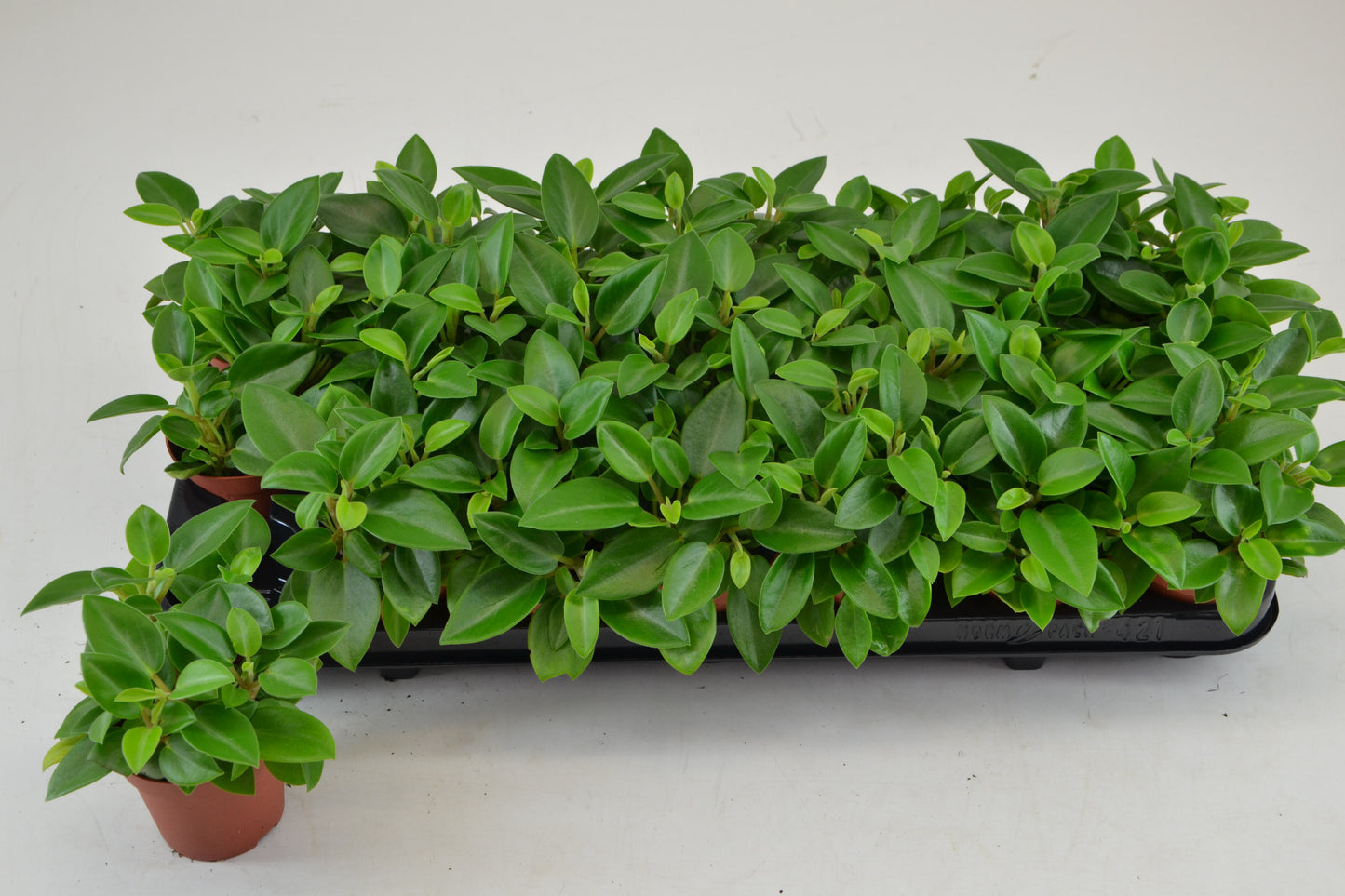 Peperomia Pixie 12cm Special Pot (508)