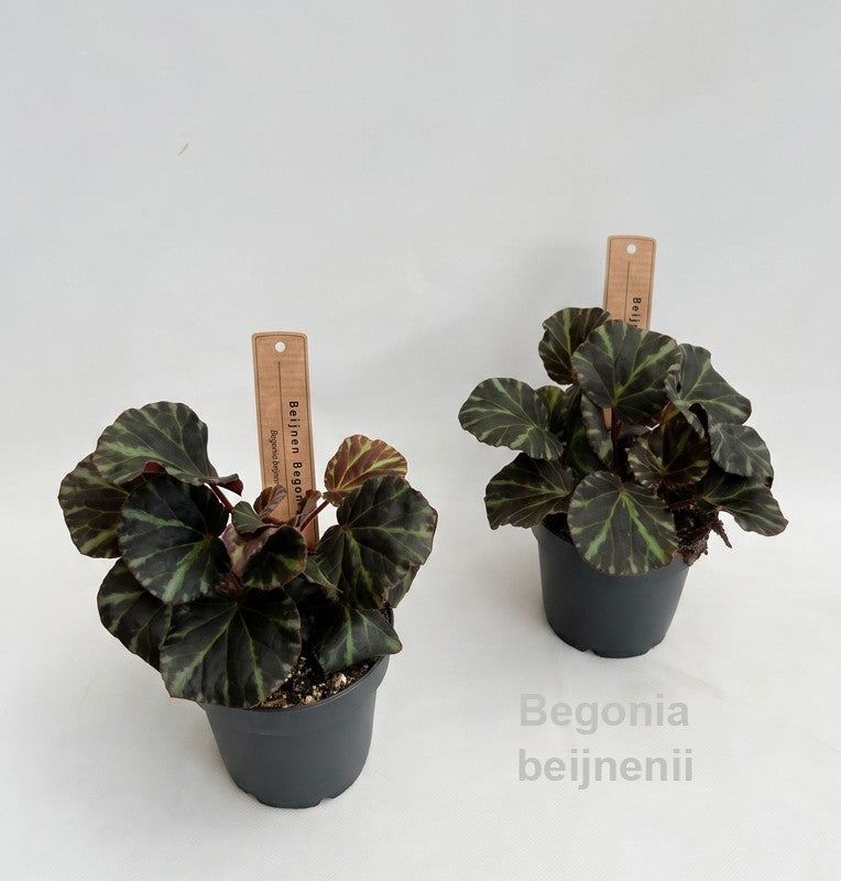 Begonia rex 20cm 12cm Pot