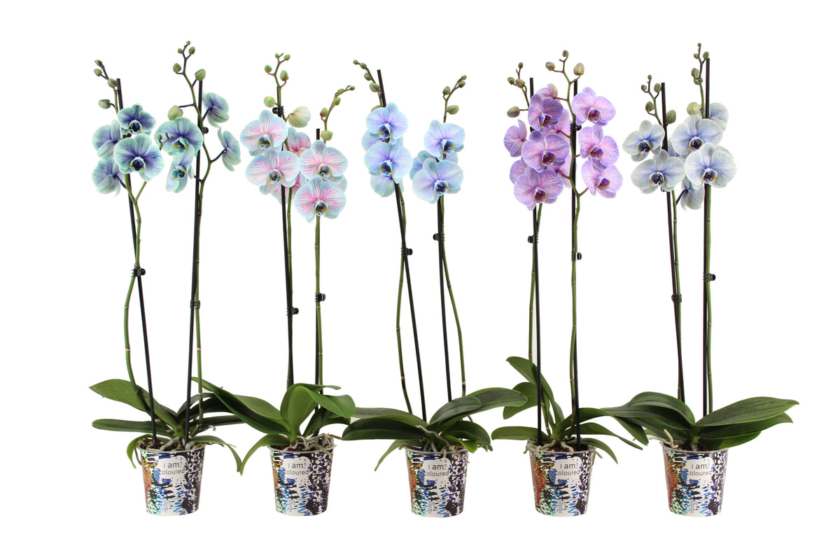 Phalaenopsis mix special 55cm 12cm Pot