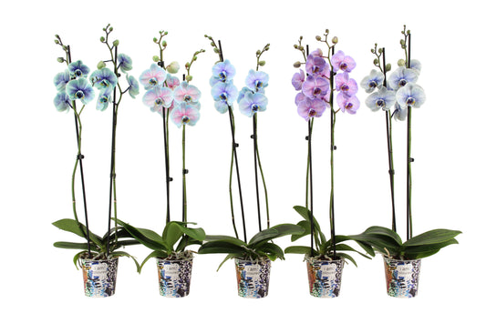 Phalaenopsis mix special 55cm 12cm Pot