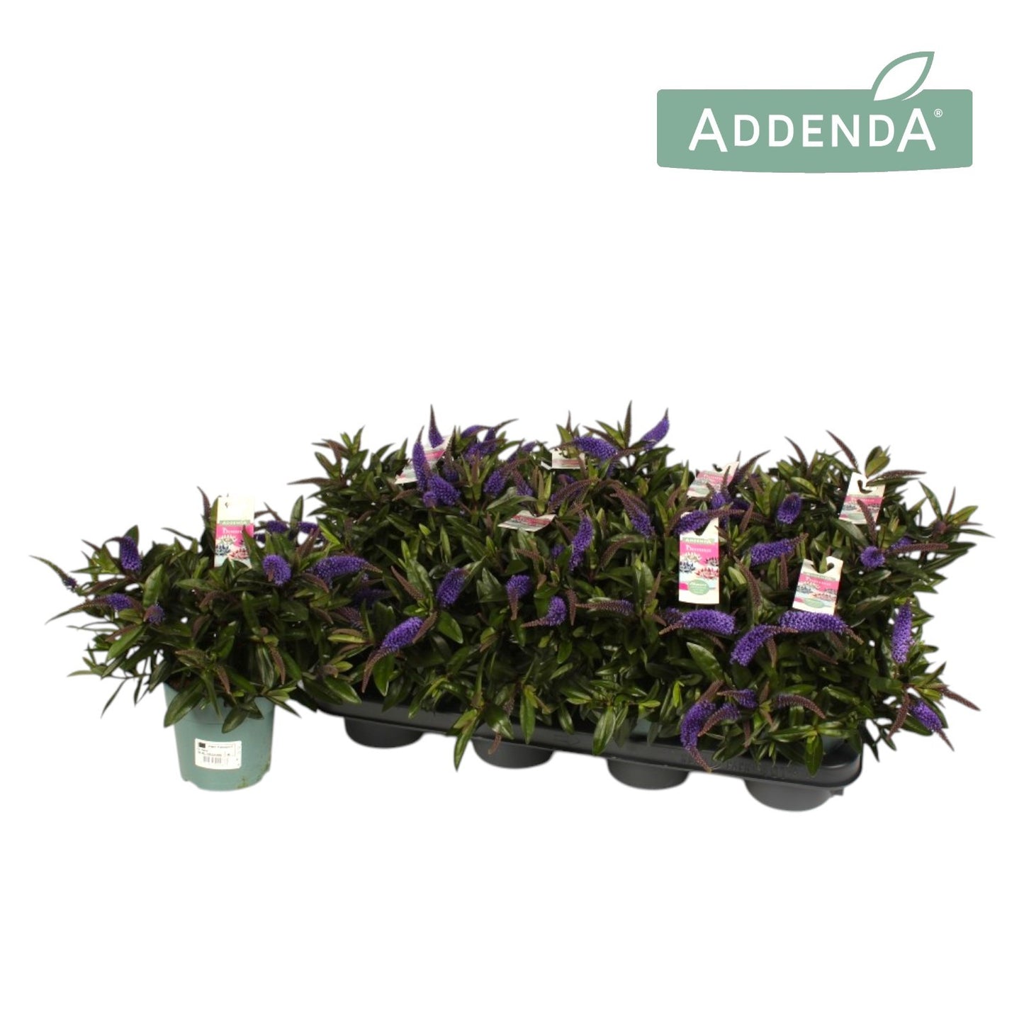 Hebe Hebedonna Ida 27cm 12cm Pot