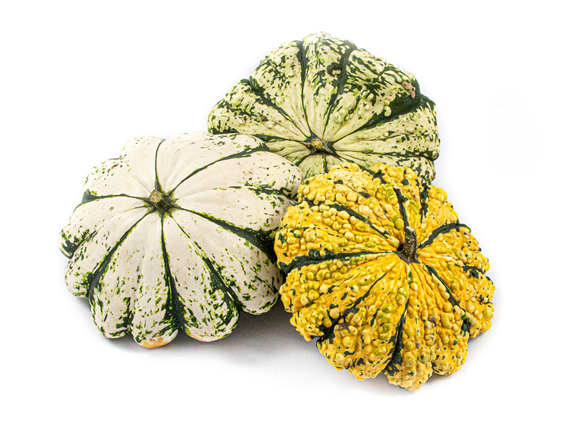 Cucurbita Pattisson mix 12cm 15cm Pot
