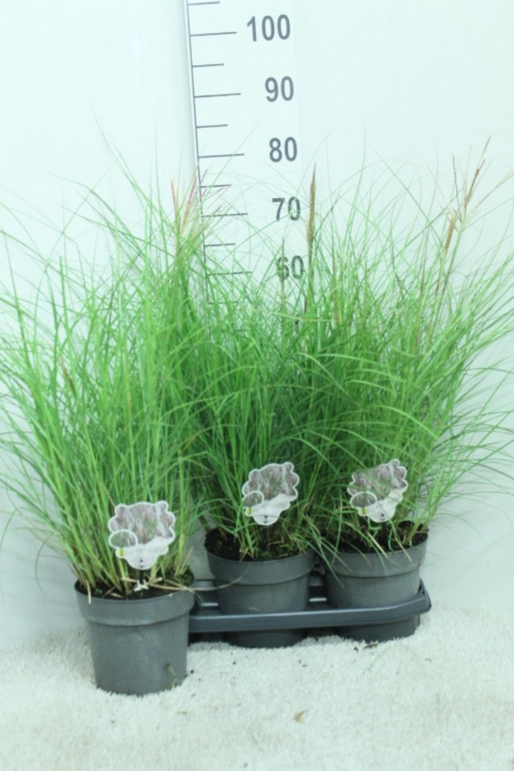 van Tol & Van der Linde Miscanthus sinensis Red Chief Pack of 3