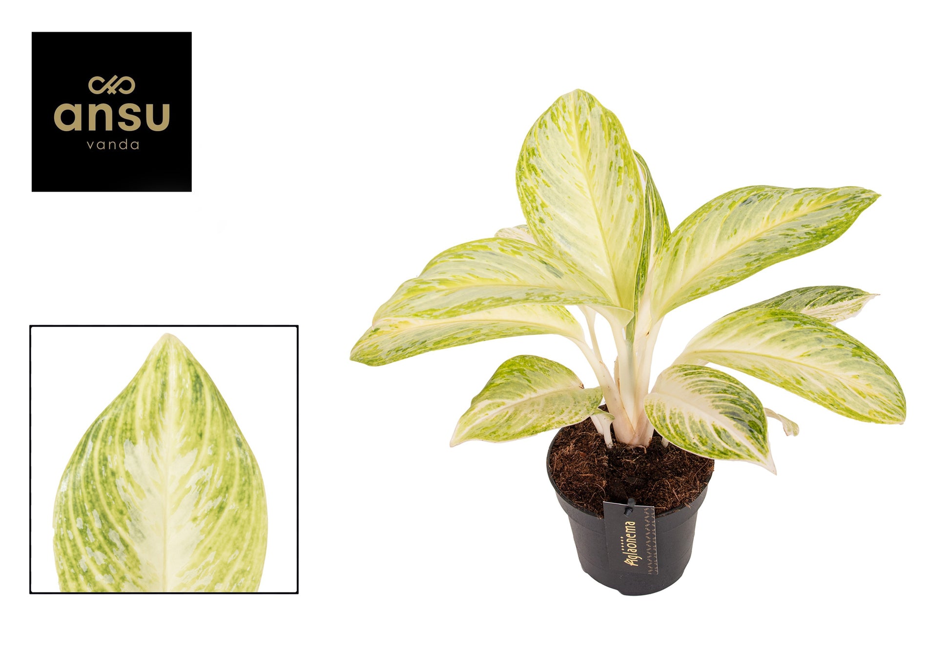 Aglaonema Arctic Lime 30cm 12cm Pot