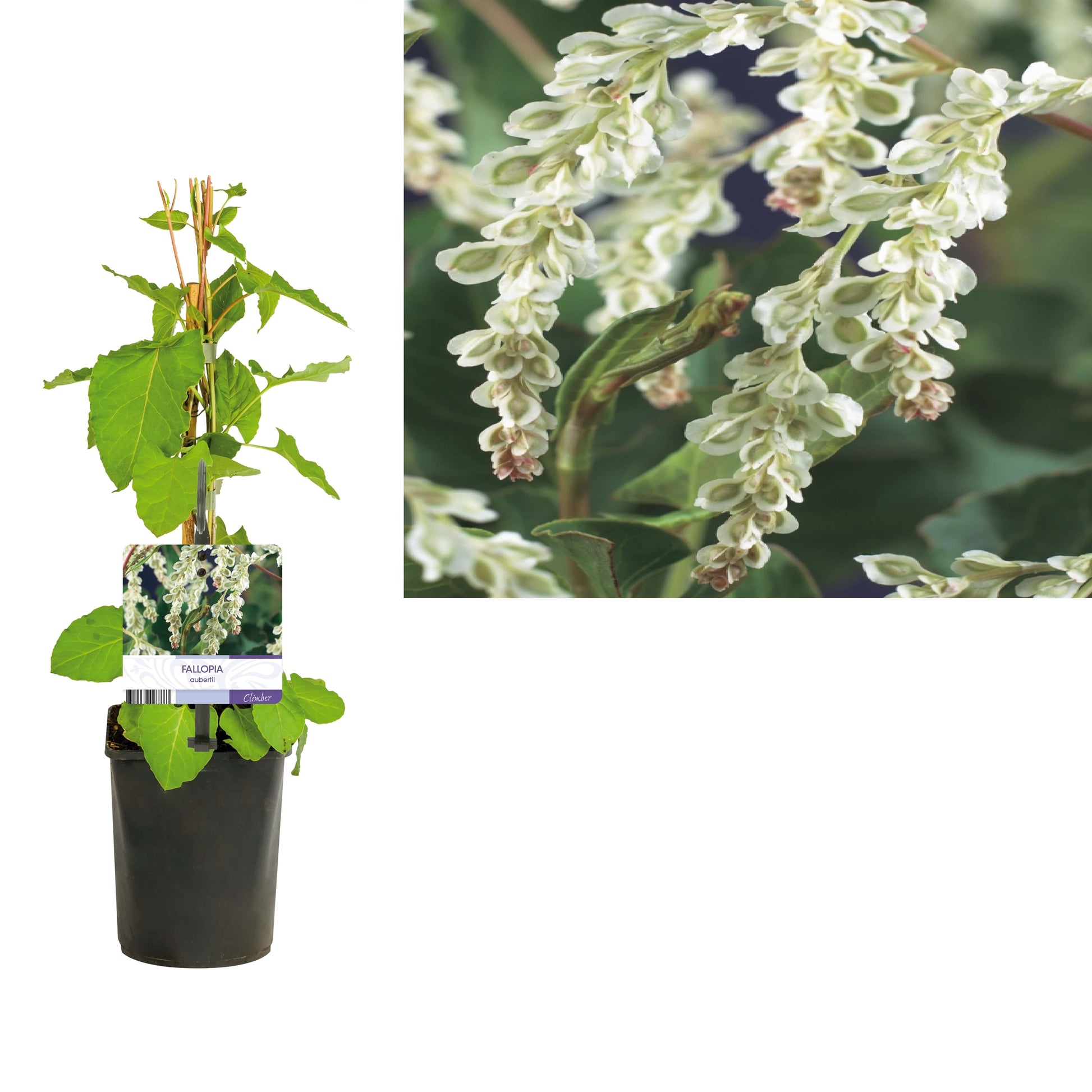 Fallopia aubertii (Russian Vine) 40cm 11cm Pot