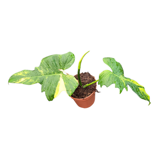 Philodendron scandens 30cm 12cm Pot