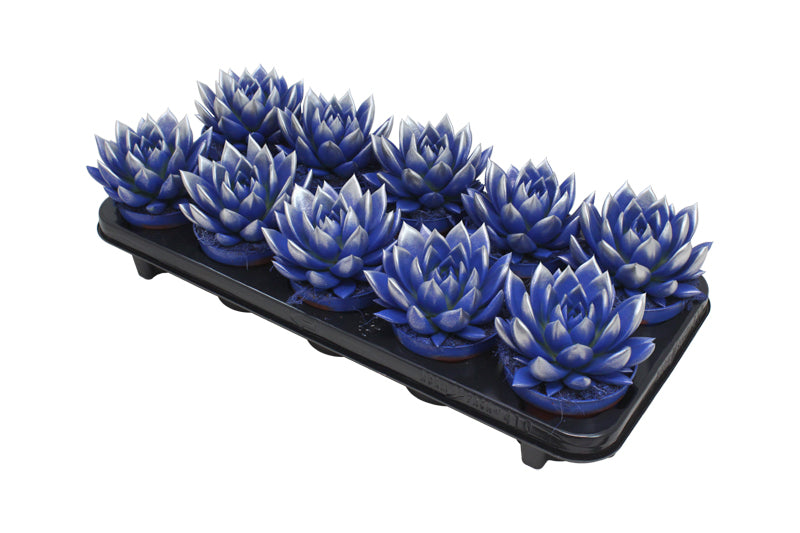 Echeveria Miranda 13cm 10.5cm Pot
