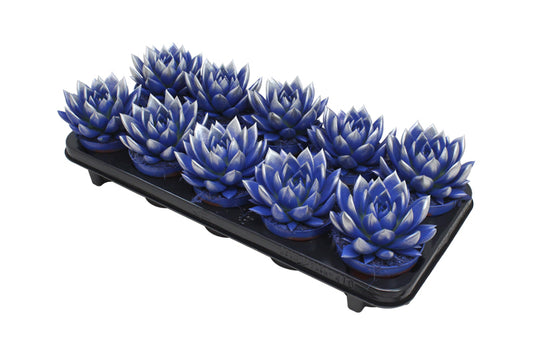 Echeveria Miranda 13cm 10.5cm Pot