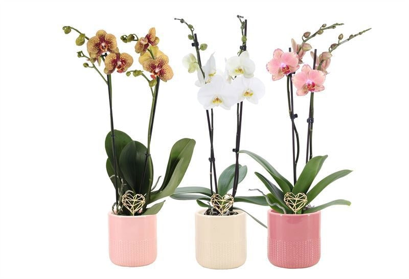 Phalaenopsis mix 55cm 12cm Pot